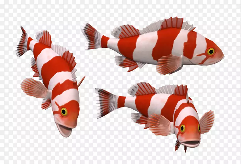 红白鱼金鱼锦鲤海洋生物-白鱼