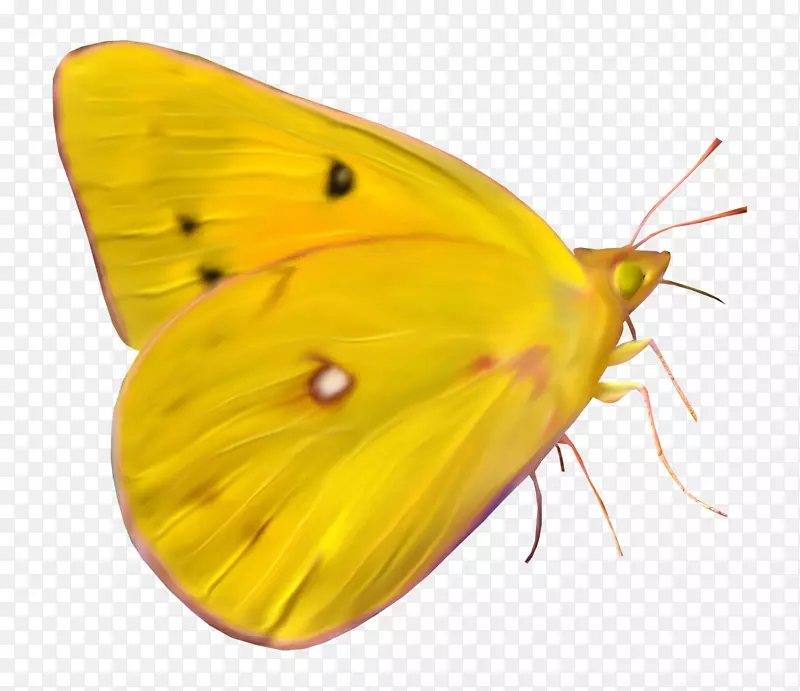 乌云密布的黄蛾蝶，昆虫刷足蝴蝶-蝴蝶