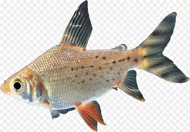 金鱼鲤鱼淡水鱼热带鱼