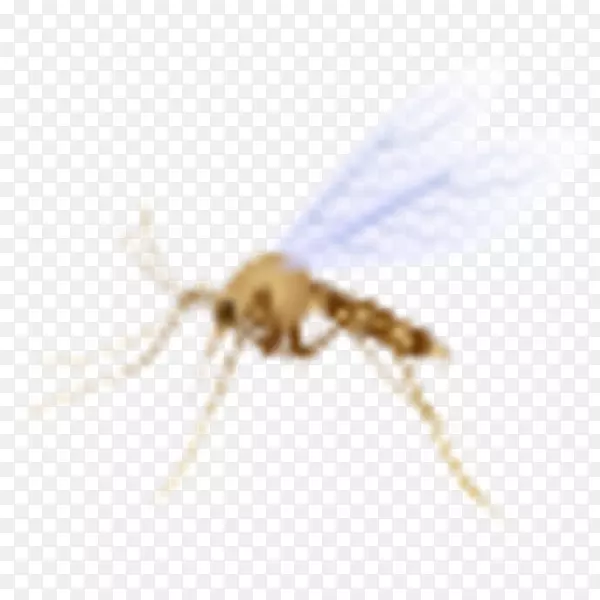 蚊虫传粉膜-蚊子