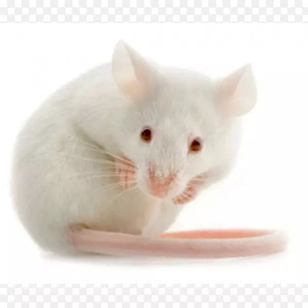 鼠类实验鼠-鼠