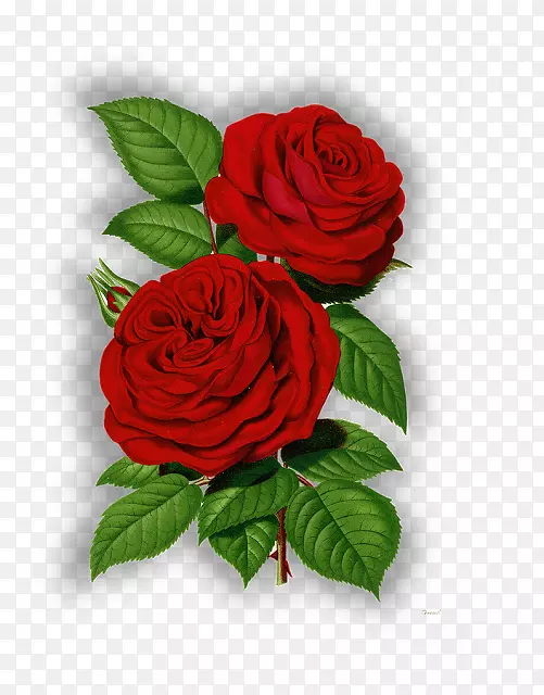 图像剪辑艺术日花卉图形-红玫瑰框架