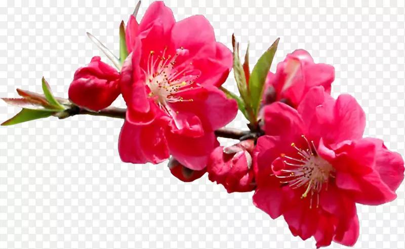 剪贴画花卉png图片花园玫瑰郁金香-花