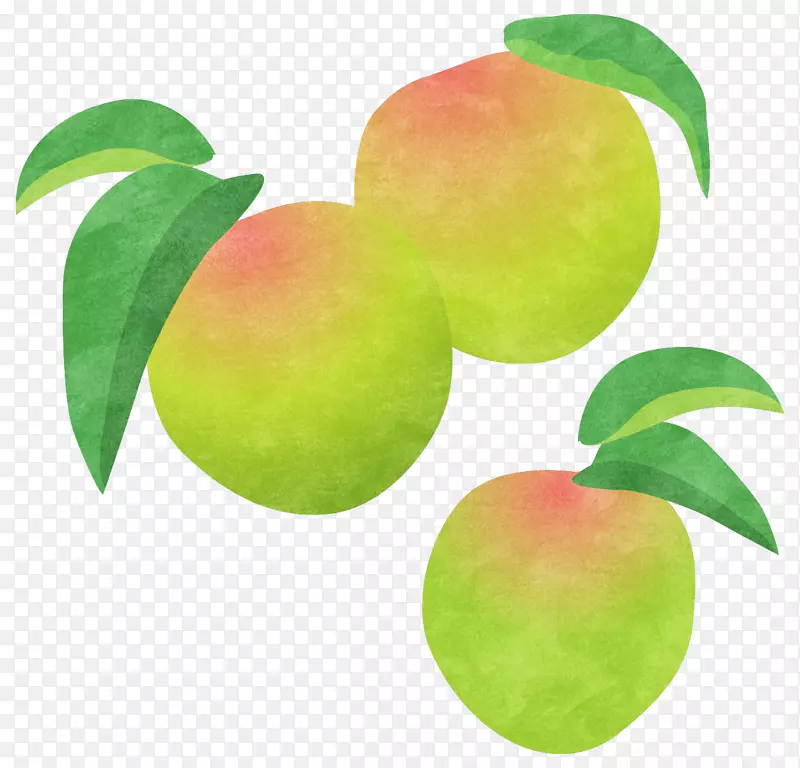 南高梅umeboshi梅花酒类水果杏