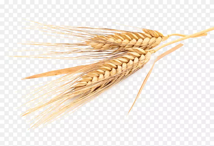 燕麦，普通小麦，大麦