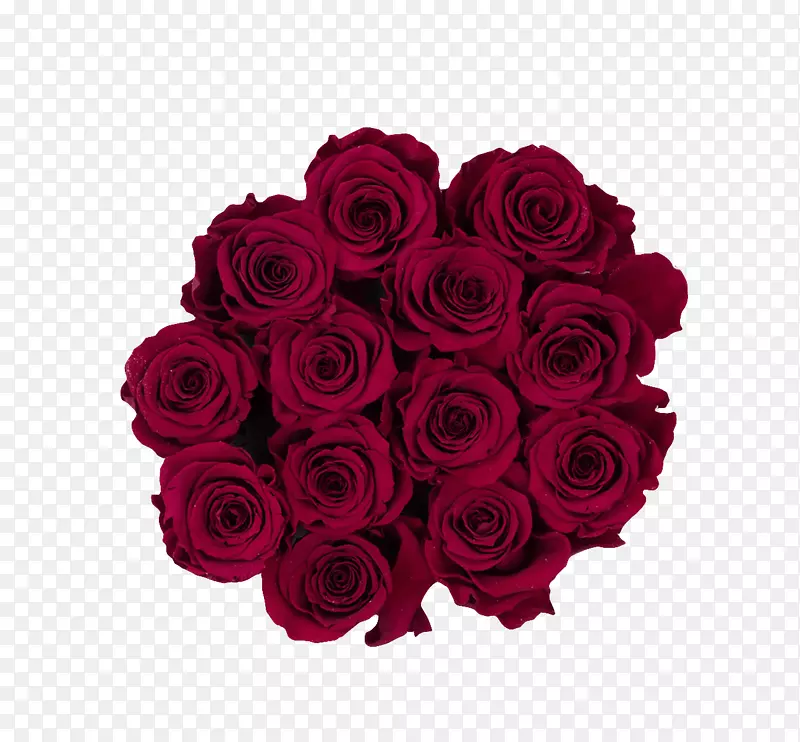 花园玫瑰，红色，深红色，粉红色花-白兰地