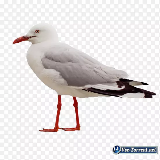 鸟类png图片剪辑艺术PSD海鸥.鸟