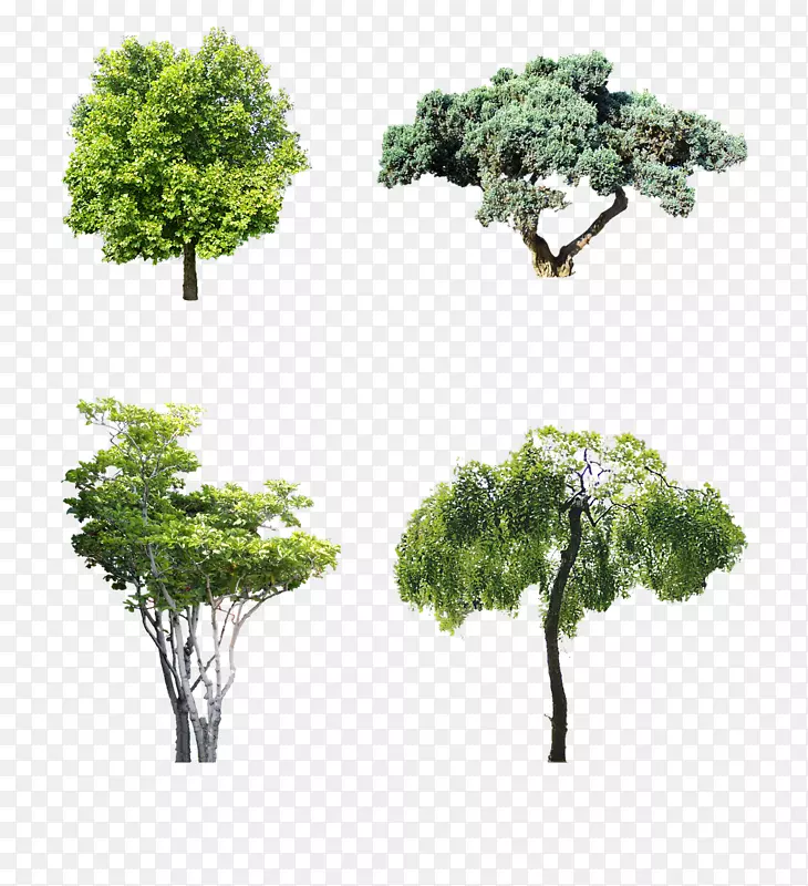 大型植物灌丛园林树木摩托瓦库托-冬季乔木