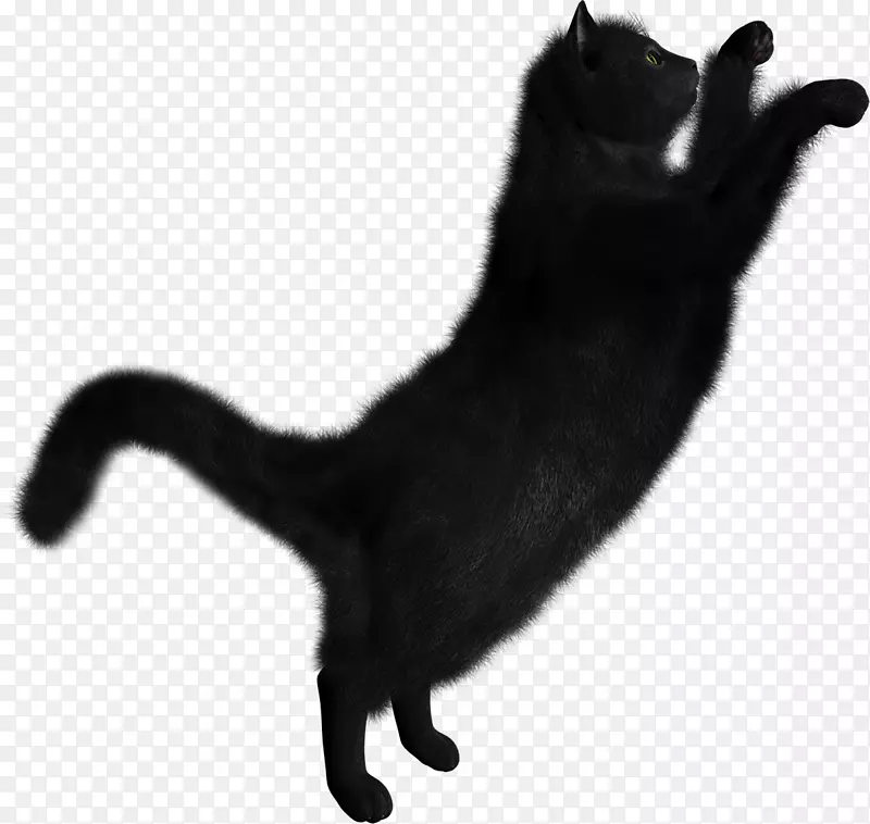剪贴画png图片透明猫黑猫