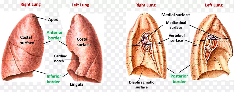 左肺表面肌舌解剖-心脏