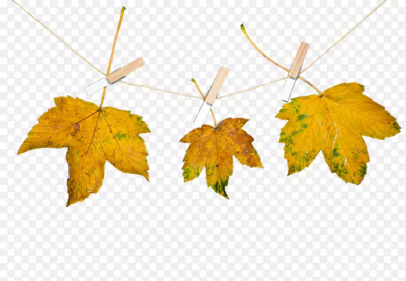 秋天图像树叶自然照片-秋天