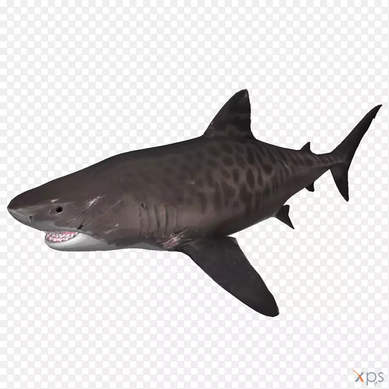 虎鲨深度巨鲨