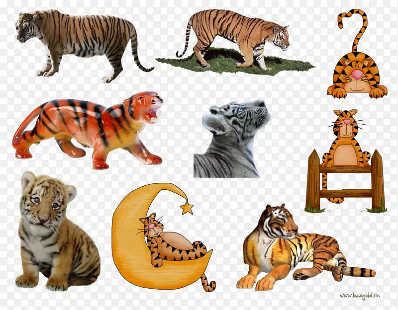 老虎狮子猫夹艺术png图片.老虎