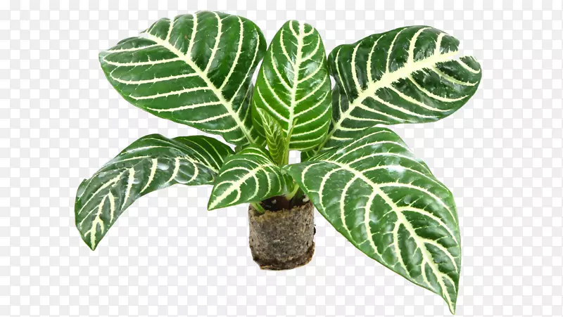 室内植物-植物PNG图片素材下载_图片编号5903268-PNG素材网