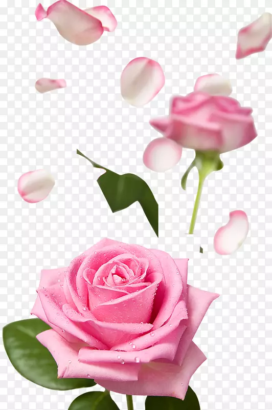 粉红色花玫瑰形象花瓣-花