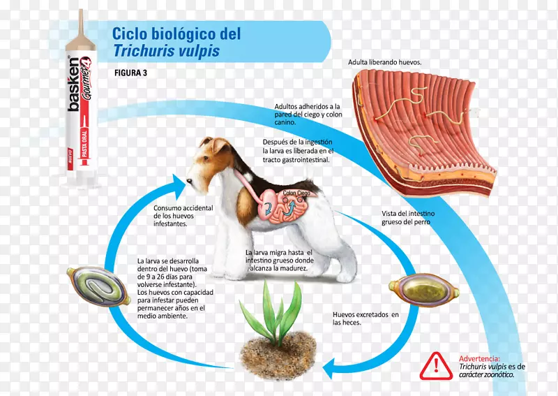 人类鞭虫秃鹫蛔虫生物生命周期-狗