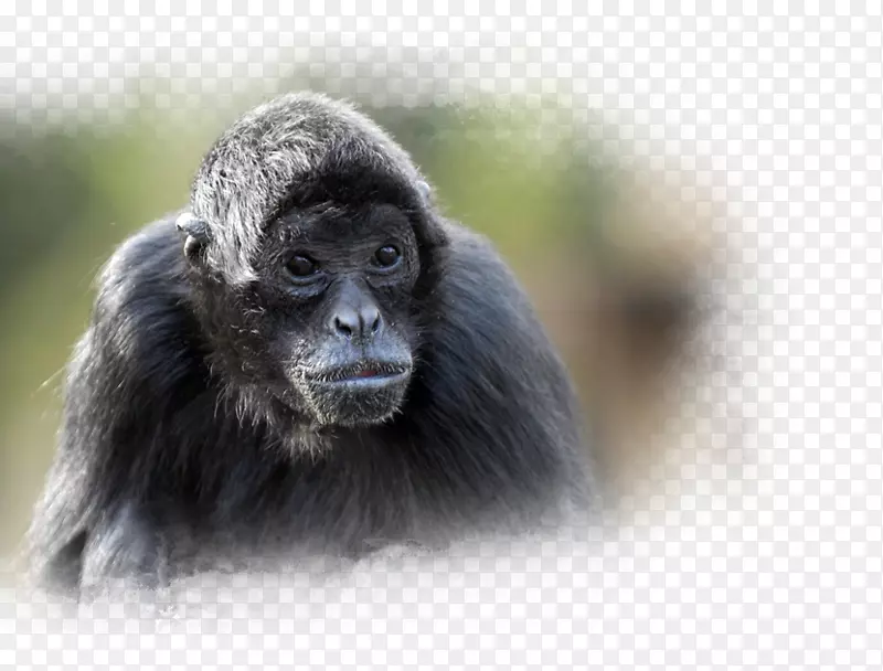 北黑猩猩西部北极大猩猩1-杜兰戈野生地