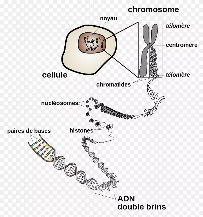 染色体遗传学染色质染色体结构