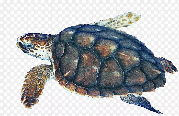 箱形海龟-海龟，肯普的海龟，里德利海龟-海龟