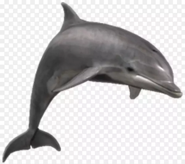 普通宽吻海豚png图片剪辑艺术河流海豚