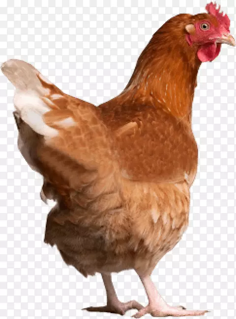 鸡作为食物png图片家禽剪贴画-鸡