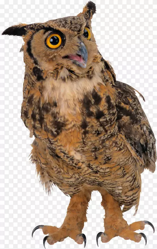 OWLpng图片剪辑艺术鸟类图像.OWL