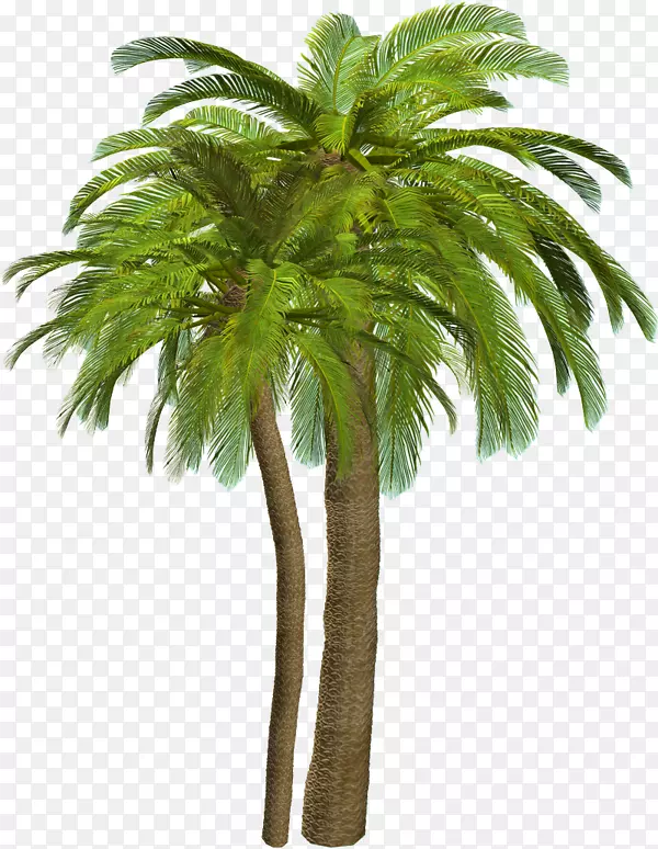 png图片棕榈树剪贴画adobe Photoshop文件格式.棕榈树绘图