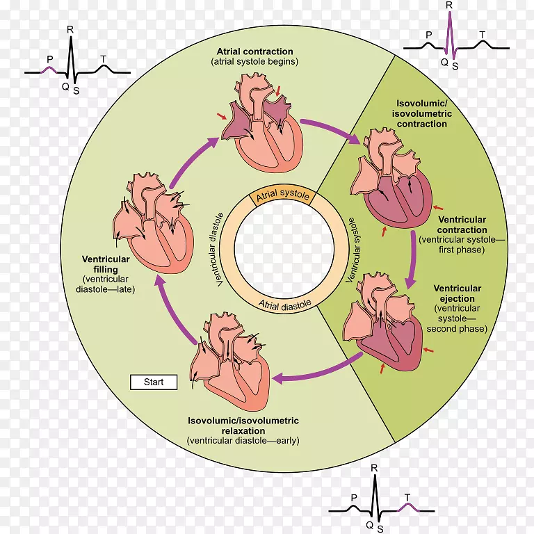 心脏周期心脏收缩期舒张期心脏