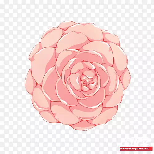 花园玫瑰，卷心菜，玫瑰花，花瓣，粉红色m花