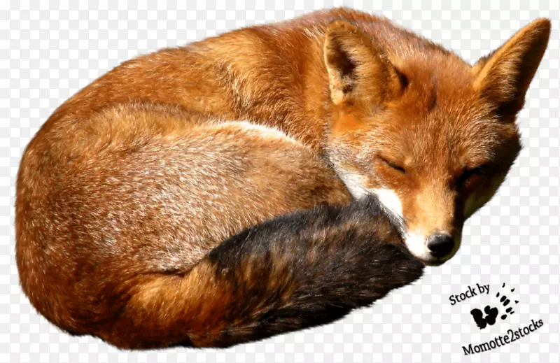 红狐桌面壁纸图片北极狐-狐狸