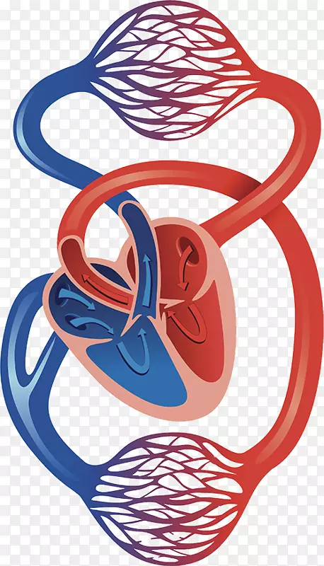 循环系统心血管疾病动脉毛细血管心脏