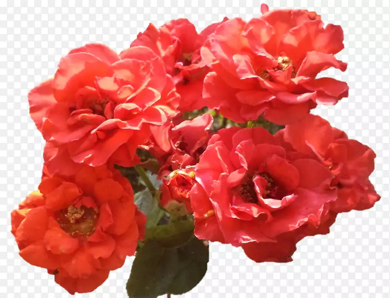 花卉花园玫瑰，秋海棠，一年生植物-玫瑰