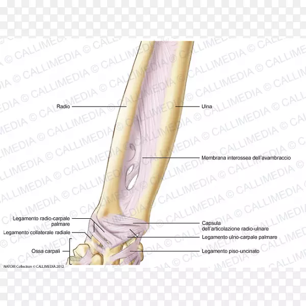 拇指肘骨前臂韧带-胶囊卡通