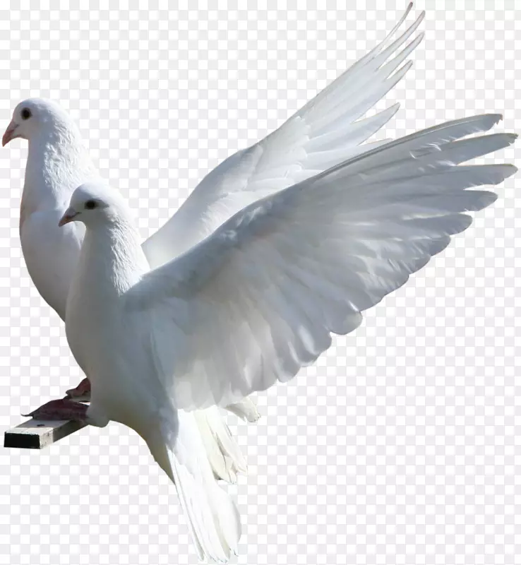 图片鸟欧洲鲱鱼海鸥博客托管公司露水主机-鸟