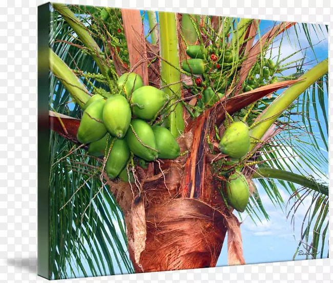 椰子棕榈树枣棕榈烟斗-椰子