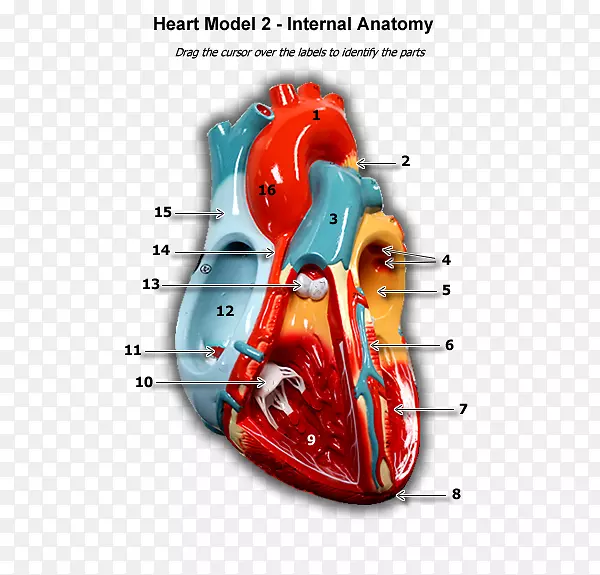 产品设计有机体解剖型心脏