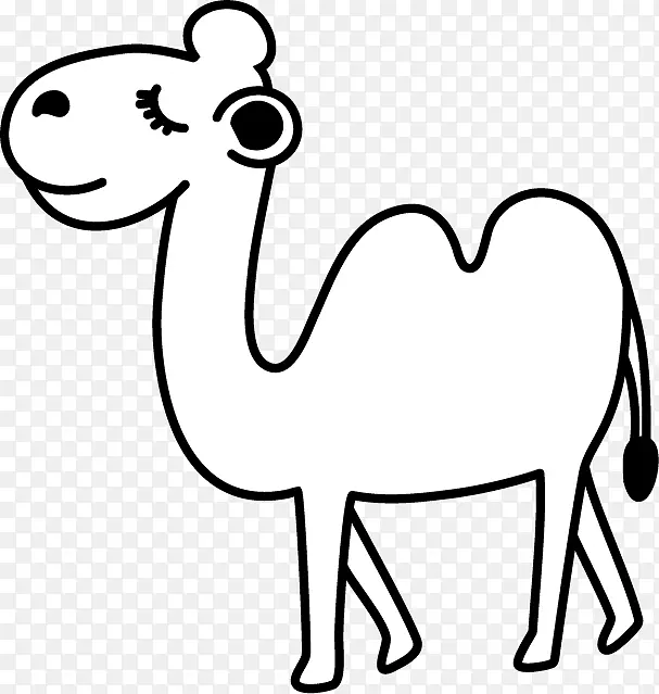 骆驼野生动物插图黑白相间的骆驼