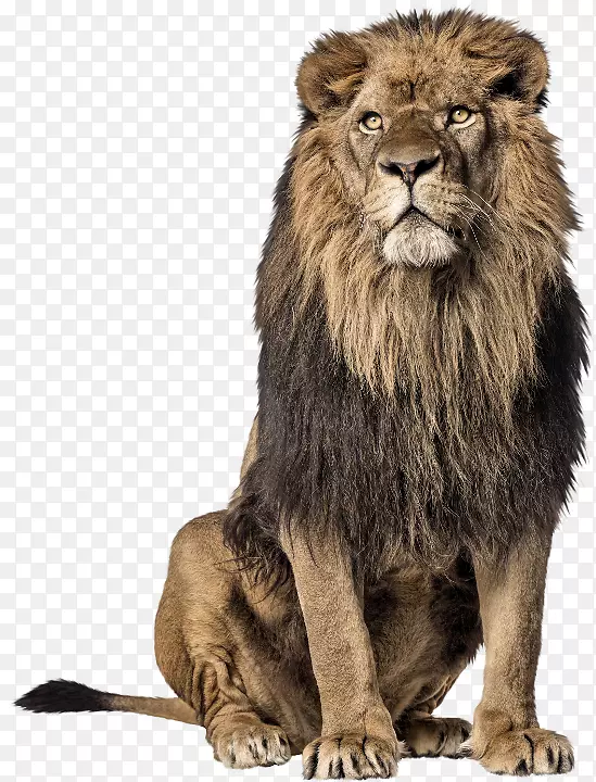 东非狮子须毛野生动物-免狮子