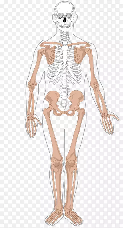 人体骨骼人体解剖轴向骨骼