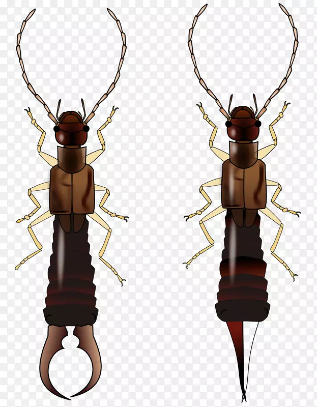 昆虫翅甲虫白蚁生物生命周期-甲虫