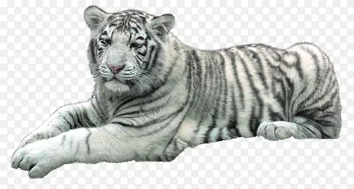 狮子猫科猫白虎夹艺术-狮子