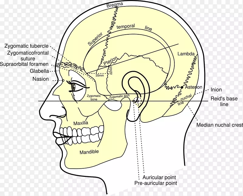 格雷(氏)颅骨解剖：头部和颈部解剖-颅骨