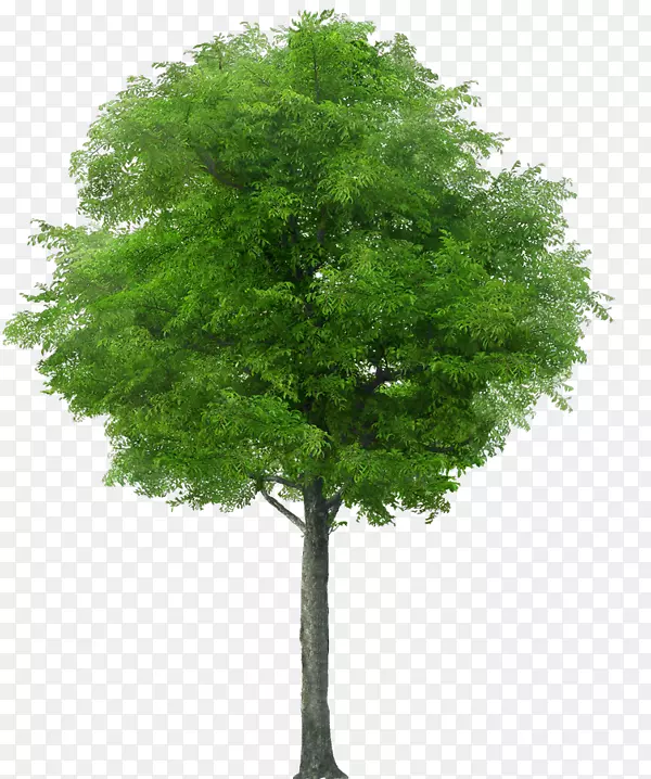 树干摄影免版税.xchng图像-树