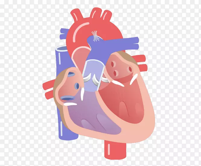 解剖心脏瓣膜心脏周期图-心脏