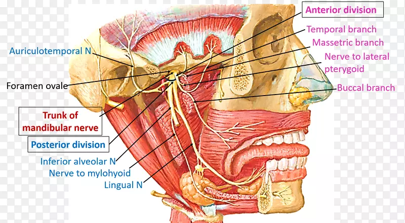 下颌神经三叉神经下颌神经解剖耳颞神经