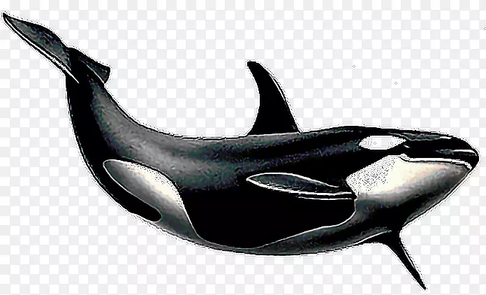 png图片剪辑艺术虎鲸甲壳动物形象-虎鲸