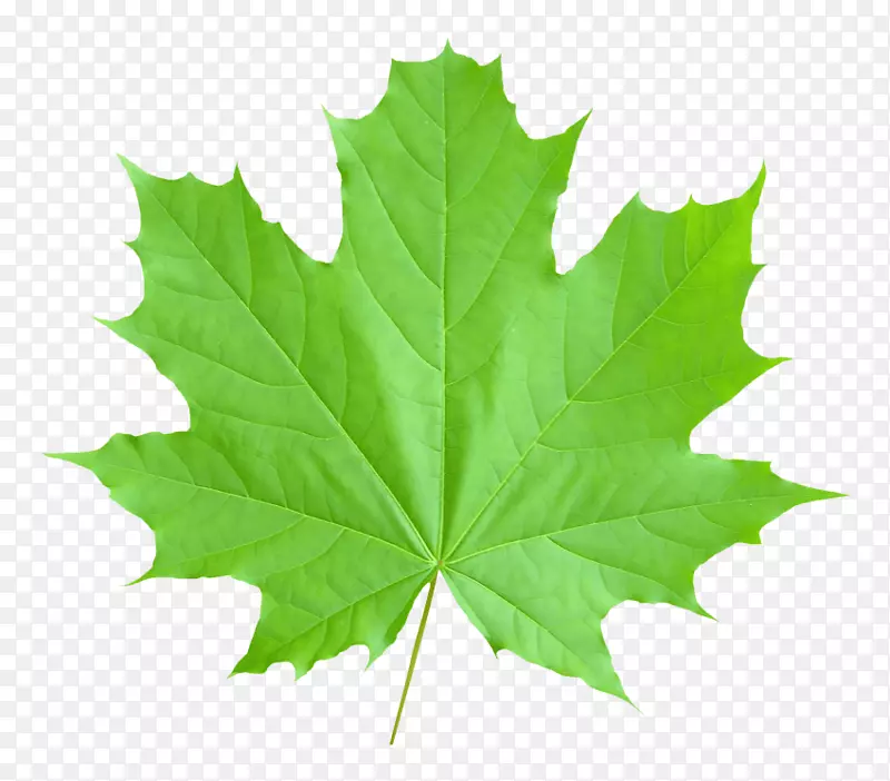 枫叶png图片加拿大图像-加拿大