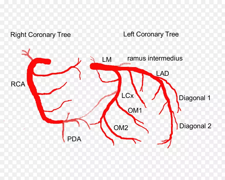 左冠状动脉、左前降支、冠状动脉循环-心脏