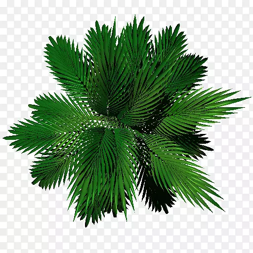 棕榈树叶常绿松树-棕榈叶纹理