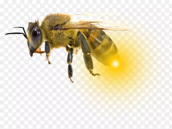 蜜蜂大黄蜂کاروفناوریکلاله大黄蜂